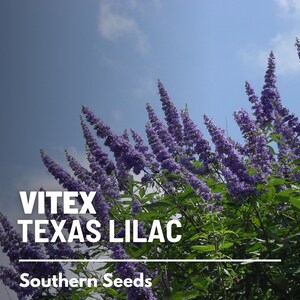 May include: A close-up of a Vitex tree, also known as Texas Lilac, in full bloom with clusters of purple flowers against a blue sky. The text "Vitex Texas Lilac" and "Southern Seeds" is visible at the bottom of the image.