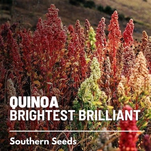 Quinoa, Brightest Brilliant Rainbow - 250 Seeds - Heirloom Grain - Colorful Mix - Nutritious and Protein-Rich (Chenopodium quinoa)