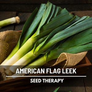 American Flag Leek Seeds, Cold Hardy Heirloom Vegetable (200 Seeds)