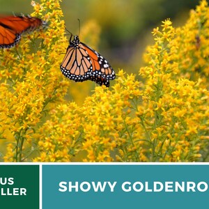 May include: Two monarch butterflies perched on a cluster of bright yellow goldenrod flowers. The flowers are in full bloom and create a vibrant contrast against the green foliage. The text "SHOWY GOLDENROD" is displayed below the image.