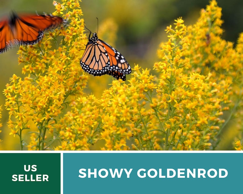 May include: Two monarch butterflies perched on a cluster of bright yellow goldenrod flowers. The flowers are in full bloom and create a vibrant contrast against the green foliage. The text "SHOWY GOLDENROD" is displayed below the image.