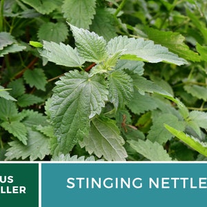 Stinging Nettle 100 Seeds Heirloom Herb, Medicinal & Culinary Plant, Herbal Teas, Non-GMO, Garden Gift Urtica dioica image 7