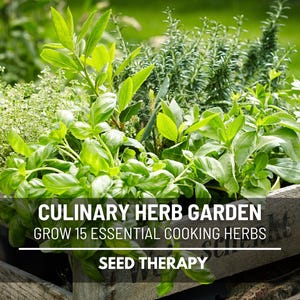 Culinary Herb Seed Collection – 15 Essential Varieties, Kitchen Garden Starter Kit & Gourmet Herbs, Basil, Thyme and More