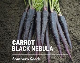 Carrot, Black Nebula - 250 Seeds - Heirloom Vegetable, Open Pollinated, Non-GMO, Unique Coloring (Daucus carota)