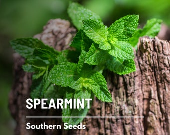 Spearmint - 200 Seeds - Heirloom Herb, Culinary & Medicinal Plant, Cool and Minty, Ideal Herbal Tea, Garden Gift, Non-GMO (Mentha spicata)