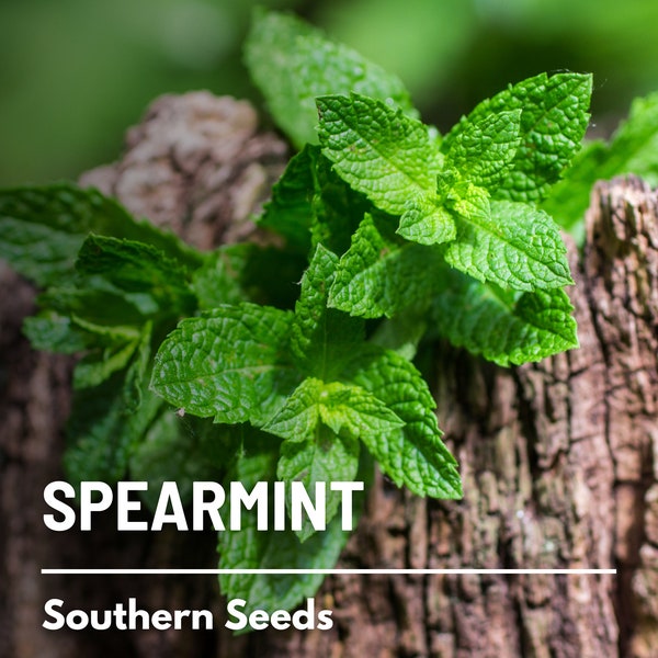 Spearmint - 200 Seeds - Heirloom Herb, Culinary & Medicinal Plant, Cool and Minty, Ideal Herbal Tea, Garden Gift, Non-GMO (Mentha spicata)