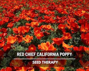 Red Chief California Poppy Seeds - Heirloom, Striking Red Blooms, Drought Tolerant (200 Seeds)