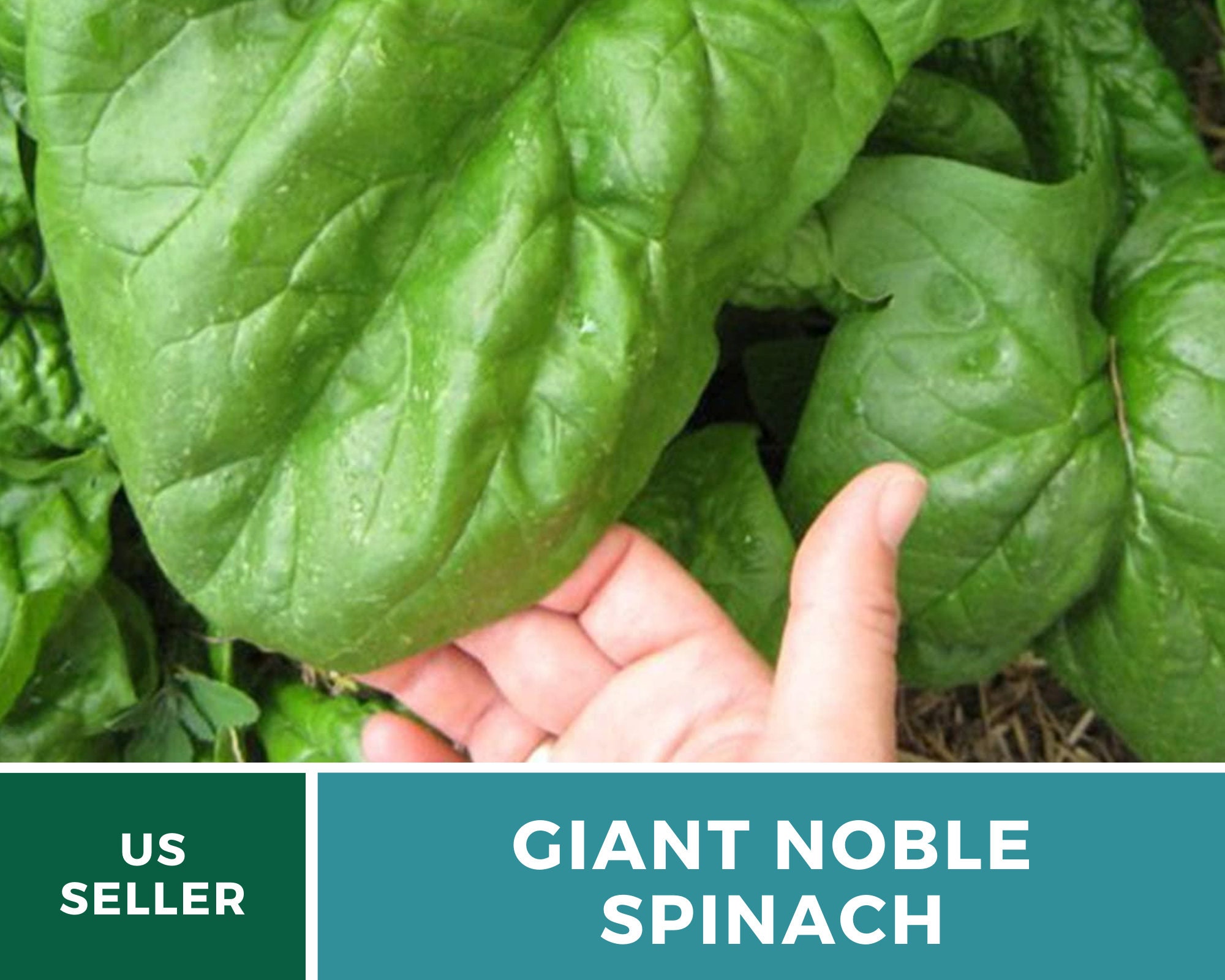 Spinach Giant Noble 150 Seeds Grow all year Heirloom Etsy