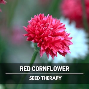 Red Cornflower (Bachelor’s Button) Seeds – Heirloom, Striking Red Blooms, Tall Cut Flower & Classic Garden Favorite | 100 Seeds