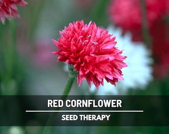 Red Cornflower (Bachelor’s Button) Seeds – Heirloom, Striking Red Blooms, Tall Cut Flower & Classic Garden Favorite | 100 Seeds
