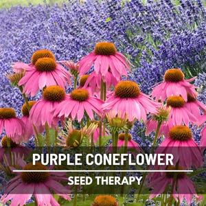 Purple Coneflower (Echinacea purpurea) large group in bloom against purple background, classic medicinal and ornamental perennial - Seed Therapy
