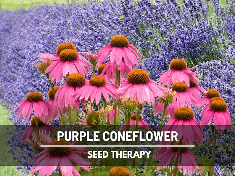 Purple Coneflower (Echinacea purpurea) large group in bloom against purple background, classic medicinal and ornamental perennial - Seed Therapy