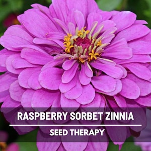 Op de afbeelding: Close-up van een levendige frambozen sorbet zinnia bloem. De bloemblaadjes zijn een gelaagde opstelling van roze tinten, met een geel en kastanjebruin centrum. Tekst op de afbeelding luidt "Raspberry Sorbet Zinnia" en "Seed Therapy".