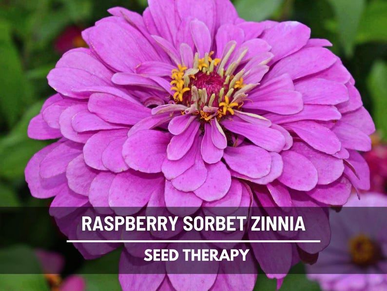 Op de afbeelding: Close-up van een levendige frambozen sorbet zinnia bloem. De bloemblaadjes zijn een gelaagde opstelling van roze tinten, met een geel en kastanjebruin centrum. Tekst op de afbeelding luidt "Raspberry Sorbet Zinnia" en "Seed Therapy".