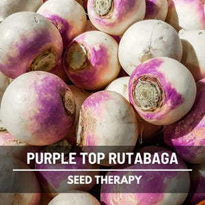 Large pile of Purple Top Rutabaga with purple and cream skins – Seed Therapy