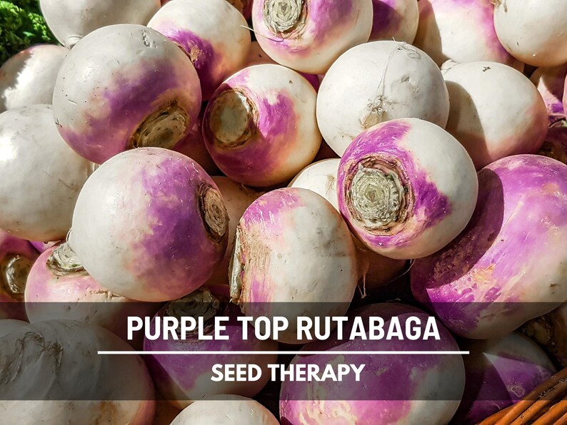 Large pile of Purple Top Rutabaga with purple and cream skins – Seed Therapy