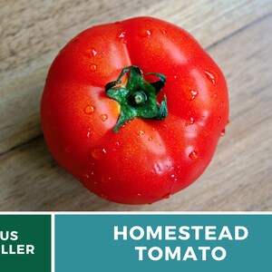 Pu&ograve; includere: Un pomodoro grande, rosso e maturo con gocce d'acqua sulla sua superficie. Il pomodoro ha un gambo verde e si trova su una superficie di legno. Il testo "HOMESTEAD TOMATO" &egrave; visualizzato sotto il pomodoro.