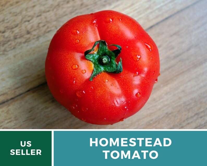 Pu&ograve; includere: Un pomodoro grande, rosso e maturo con gocce d'acqua sulla sua superficie. Il pomodoro ha un gambo verde e si trova su una superficie di legno. Il testo "HOMESTEAD TOMATO" &egrave; visualizzato sotto il pomodoro.
