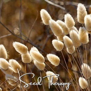 May include: A cluster of fluffy, cream-colored Lagurus ovatus grass heads, also known as bunny tails, with soft, velvety textures on thin, upright stems. The white text Seed Therapy is overlaid in a cursive script across the lower portion.