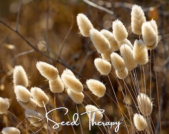 Bunny Tails Seeds - Heirloom Ornamental Grass, Hare’s Tail, Soft Cut Flower Grass (50 Seeds)