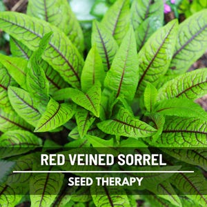 Semillas de acedera de venas rojas – Variedad tradicional, hierba culinaria y medicinal, venas rojas vibrantes, sabor ácido, favorita del jardín / 200 semillas imagen 7