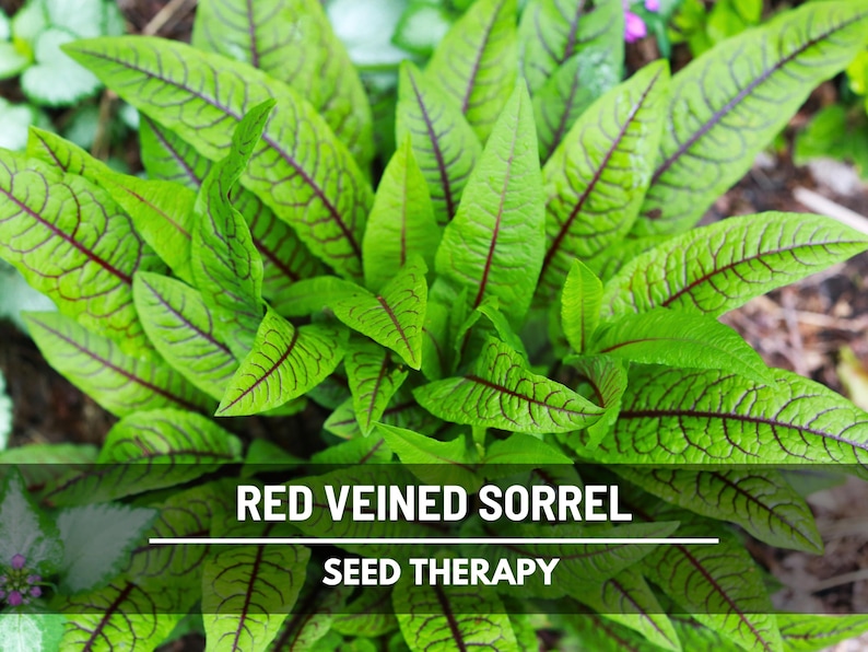 Semillas de acedera de venas rojas – Variedad tradicional, hierba culinaria y medicinal, venas rojas vibrantes, sabor ácido, favorita del jardín / 200 semillas imagen 7