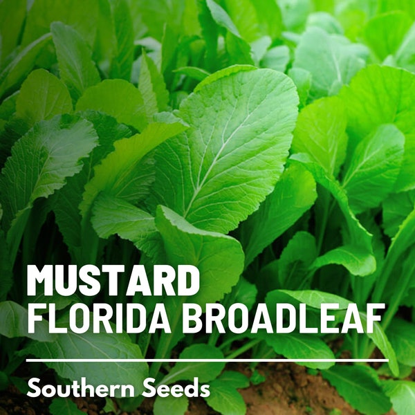 Mustard, Florida Broadleaf - 250 Seeds - Heirloom Greens - Open Pollinated - Non-GMO (Brassica juncea)