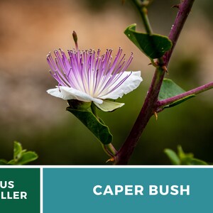 Capers Caper Bush 10 Seeds Heirloom Herb Culinary Delicacy Capparis spinosa image 6