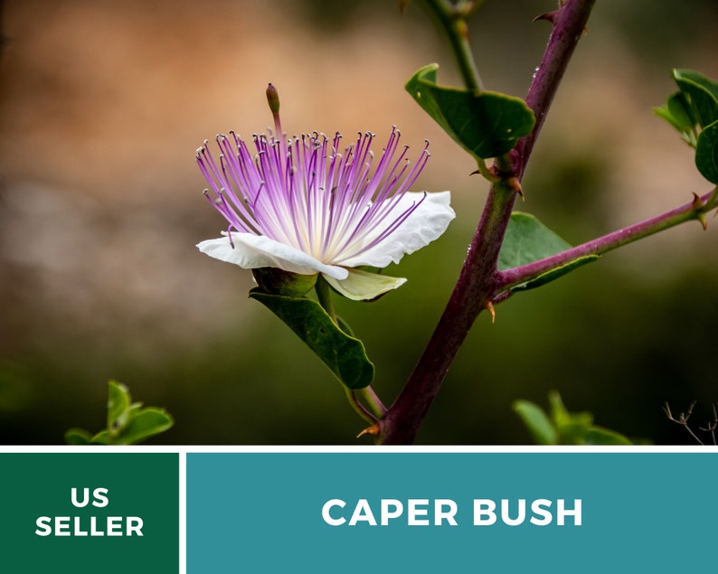 Capers Caper Bush 10 Seeds Heirloom Herb Culinary Delicacy Capparis spinosa image 6