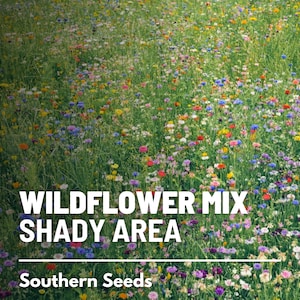 Puede incluir: Un campo de flores silvestres de varios colores, incluyendo rosa, morado, amarillo y azul. El texto "Wildflower Mix Shady Area" y "Southern Seeds" es visible en la parte inferior de la imagen.