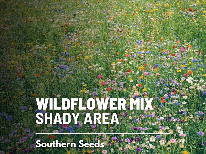 Puede incluir: Un campo de flores silvestres de varios colores, incluyendo rosa, morado, amarillo y azul. El texto "Wildflower Mix Shady Area" y "Southern Seeds" es visible en la parte inferior de la imagen.