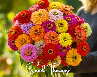 California Giant Zinnia Seeds - Heirloom, Large Cut Flower Variety (100 Seeds)