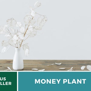 Money Plant Seeds (Honesty) – Heirloom, Prosperity and Abundance Symbol, Unique Flower for Gardens (Lunaria biennis) | 20 Seeds bild 4