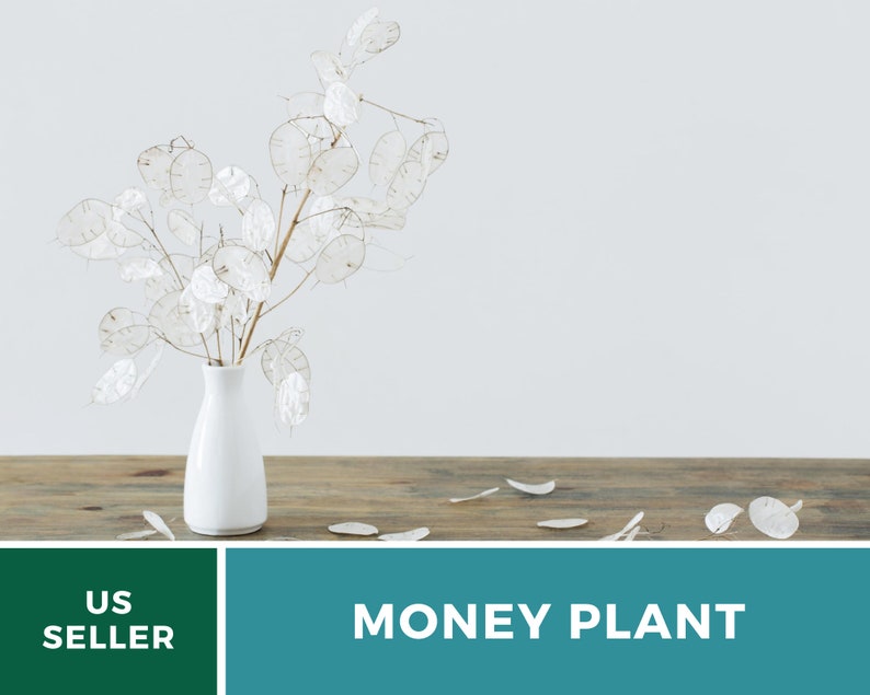 Money Plant Seeds (Honesty) – Heirloom, Prosperity and Abundance Symbol, Unique Flower for Gardens (Lunaria biennis) | 20 Seeds bild 4