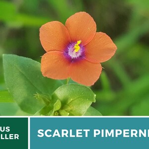 Pimpernel, Scarlet 100 Seeds Heirloom Flower Vibrant Scarlet Red Blooms that Spread Anagallis arvensis image 5