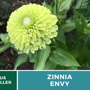 May include: A vibrant green Zinnia Envy flower in bloom. The flower has a large, round head with many petals. The plant is growing in a garden setting.
