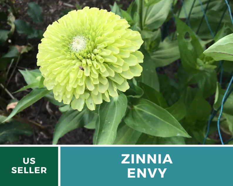 May include: A vibrant green Zinnia Envy flower in bloom. The flower has a large, round head with many petals. The plant is growing in a garden setting.
