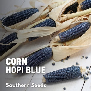 Corn, Hopi Blue - 30 Seeds - Heirloom Vegetable - Open Pollinated - Non-GMO (Zea mays)