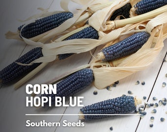 Corn, Hopi Blue - 30 Seeds - Heirloom Vegetable - Open Pollinated - Non-GMO (Zea mays)