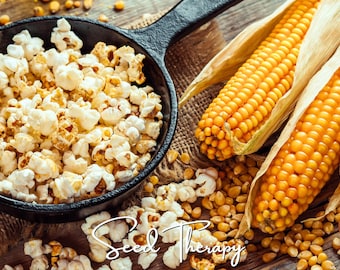 May include: A black cast iron skillet filled with white popcorn, positioned next to two whole ears of yellow corn and scattered loose corn kernels. The white cursive text Seed Therapy is overlaid at the bottom of the image.