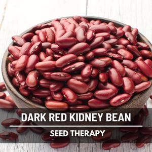 Dark Red Kidney Bean Seeds – Heirloom, Classic Bean for Chili, Salads & Soups, Meaty and Productive Variety | 20 Seeds