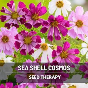 May include: A vibrant image of Sea Shell Cosmos flowers in full bloom. The flowers display a mix of colors, including white, pink, and deep magenta, with yellow centers. The text "SEA SHELL COSMOS" and "SEED THERAPY" is visible.