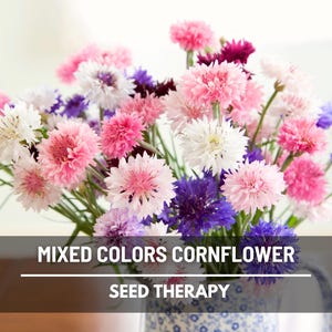 Cornflower Mix (Bachelor’s Button) Seeds – Heirloom, Assorted Colors, Classic Garden Flower & Easy to Grow | 100 Seeds