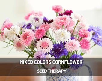 Cornflower Mix (Bachelor’s Button) Seeds – Heirloom, Assorted Colors, Classic Garden Flower & Easy to Grow | 100 Seeds