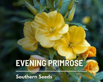 Evening Primrose - 100 Seeds - Heirloom Flower - Medicinal & Culinary Herb (Oenothera biennis)