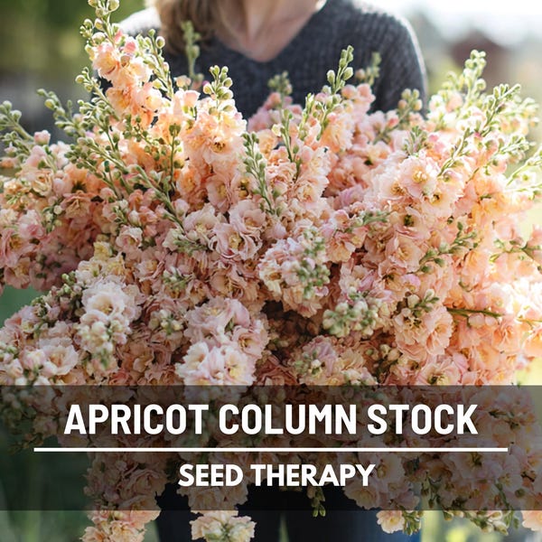 Apricot Column Stock Flower Seeds - Heirloom, Fragrant Blooms (50 Seeds)
