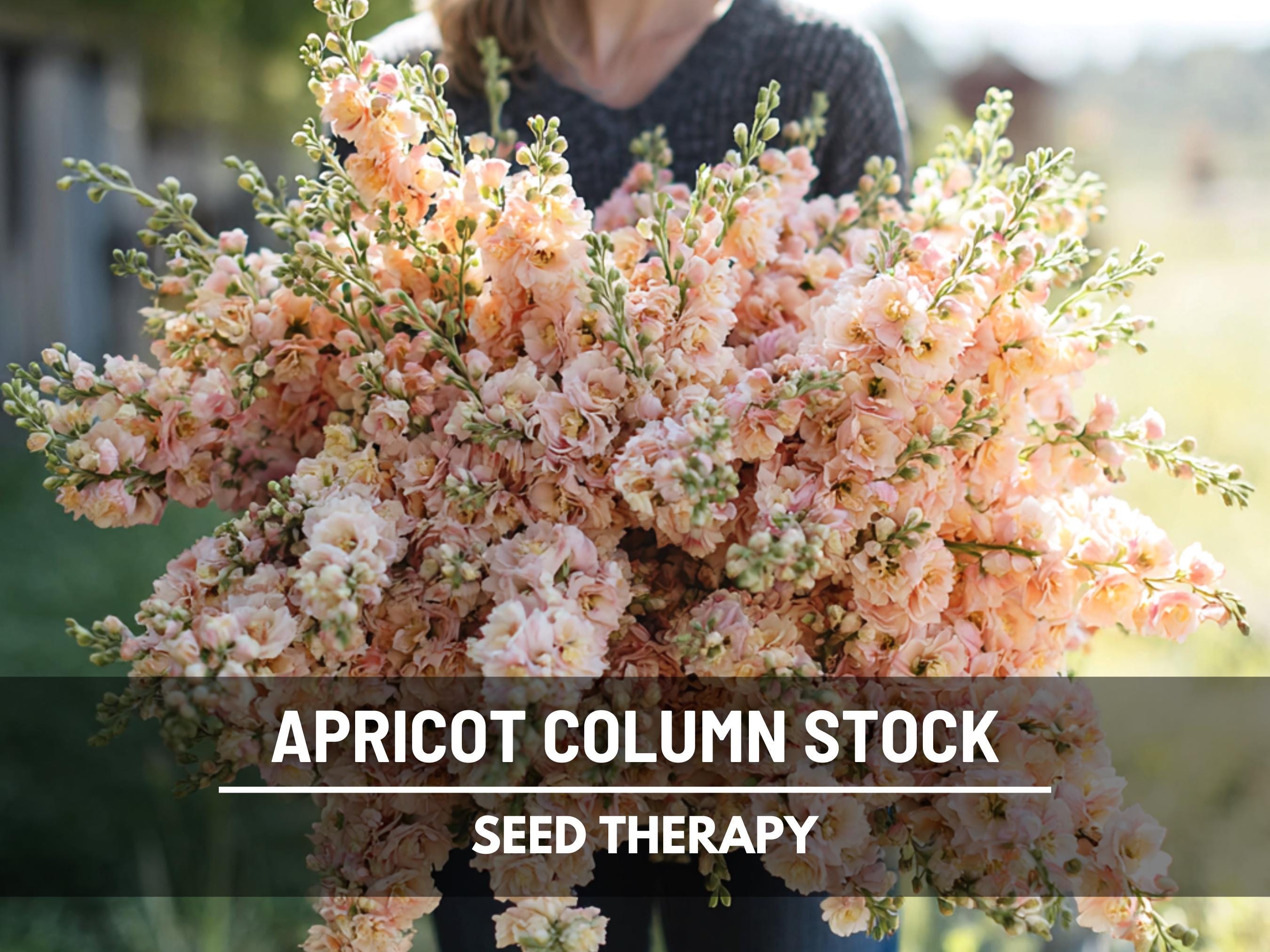 Apricot Column Stock Flower Seeds - Heirloom, Fragrant Blooms (50 Seeds)