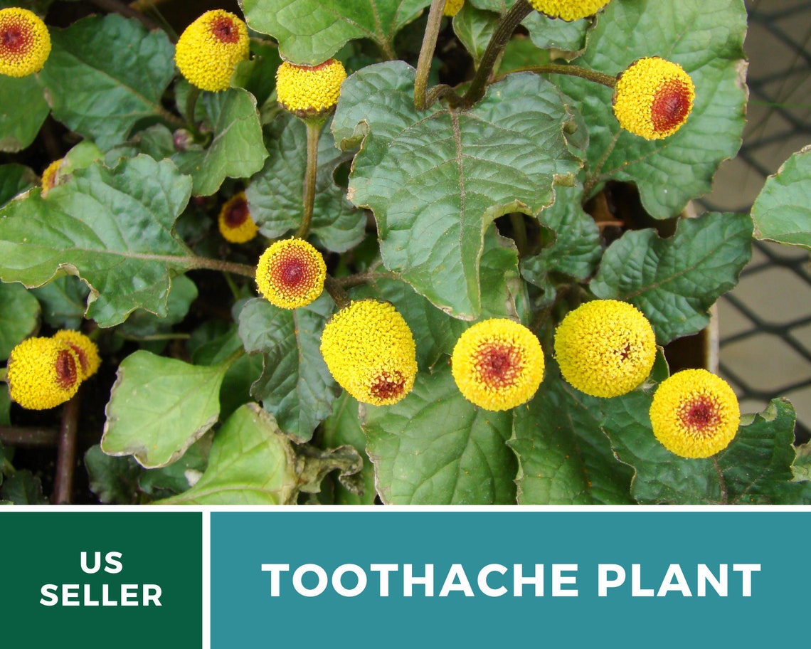 Toothache Plant 50 Seeds Medicinal Herb GMO Free Etsy