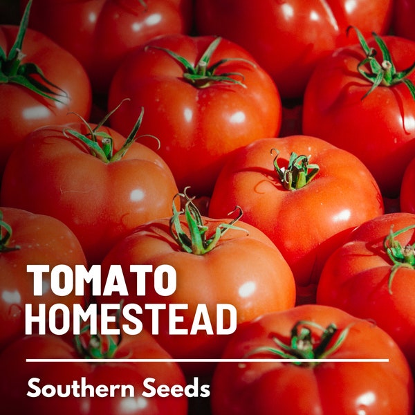 Tomato, Homestead - 50 Seeds - Heirloom Vegetable, Determinate Plant, Medium-Large Red Fruits, Crack Resistant (Solanum lycopersicum)