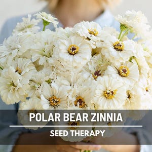 Polar Bear Zinnia Seeds – Heirloom Flower, Pure White Blooms, Attracts Pollinators, Easy to Grow | 100 Seeds image 1